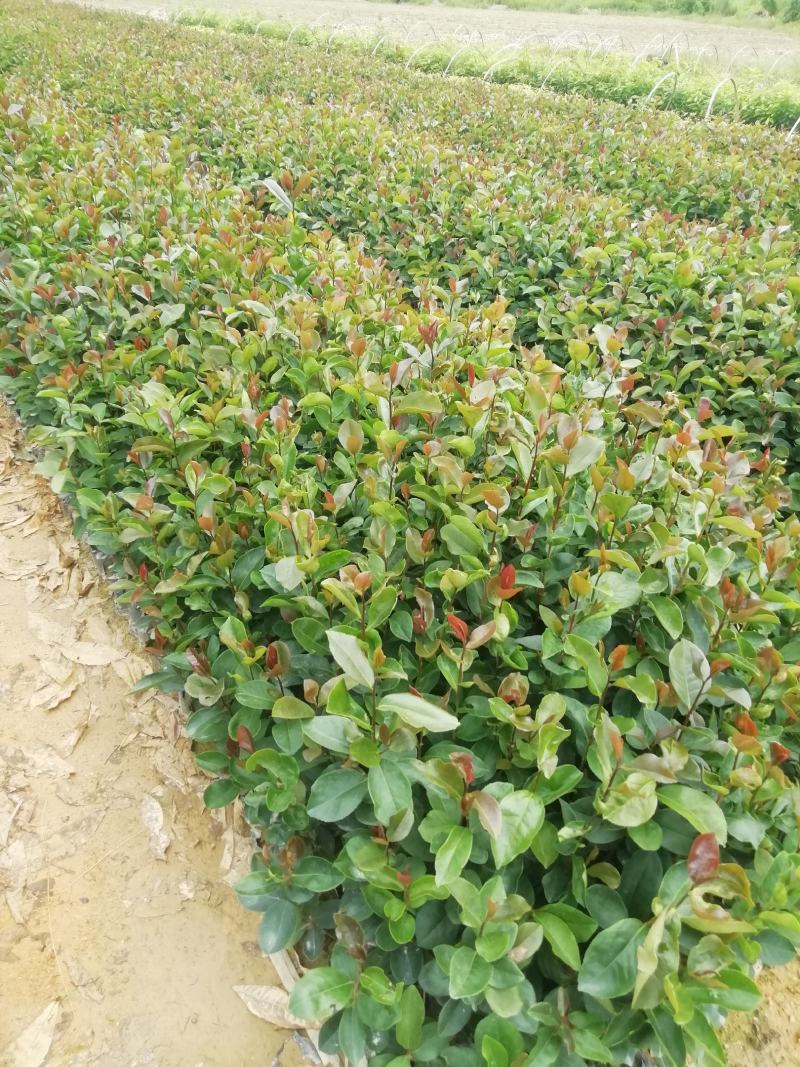 油茶杯苗，大果油茶苗，基地直供批发，油茶营养小杯苗