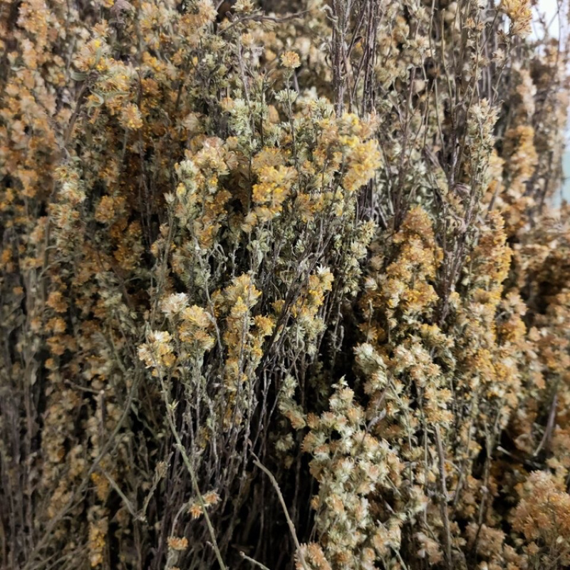 一支黄花一手货源产地直销