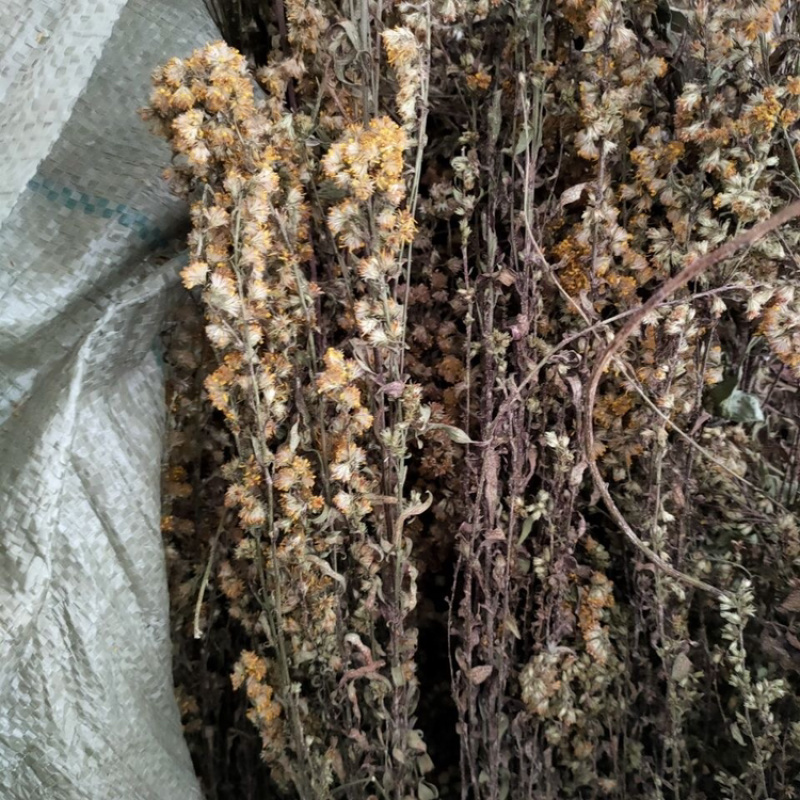 一支黄花一手货源产地直销