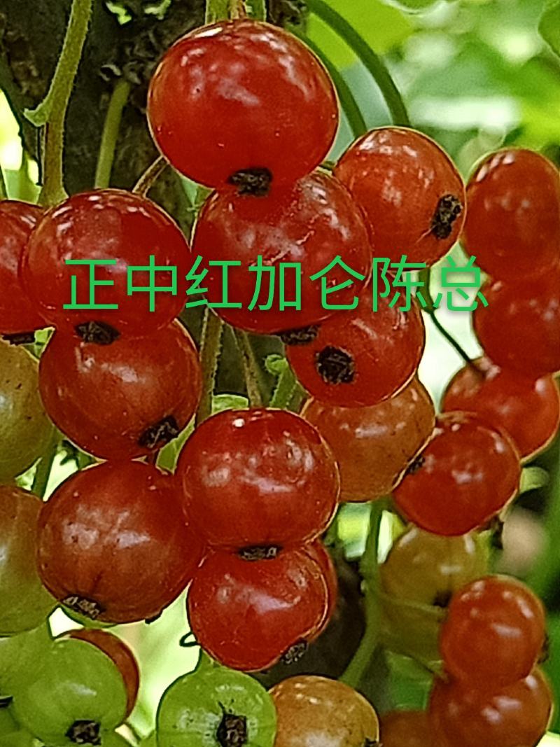 红加仑苗，黑加仑，红加仑批发，有需要各种苗请在一亩田下单