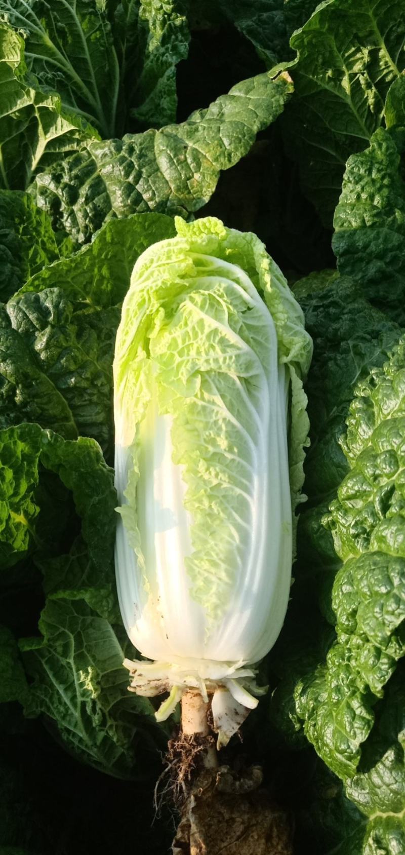 娃娃菜7~9两以上要的速度联系，诚信为主
