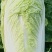 娃娃菜7~9两以上要的速度联系，诚信为主