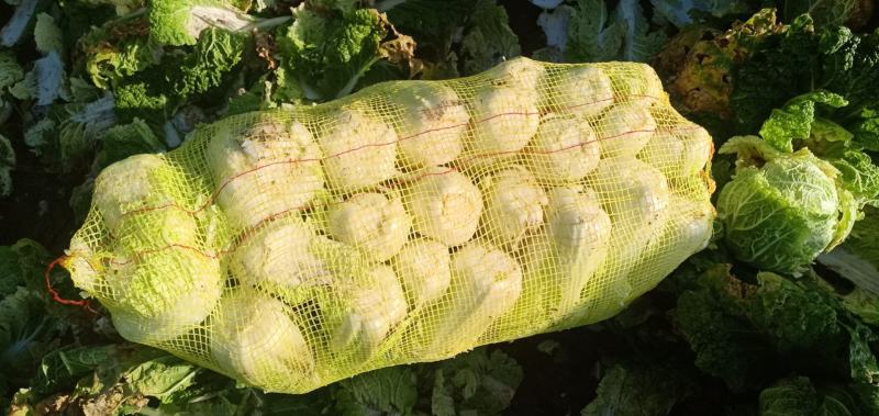 娃娃菜7~9两以上要的速度联系，诚信为主