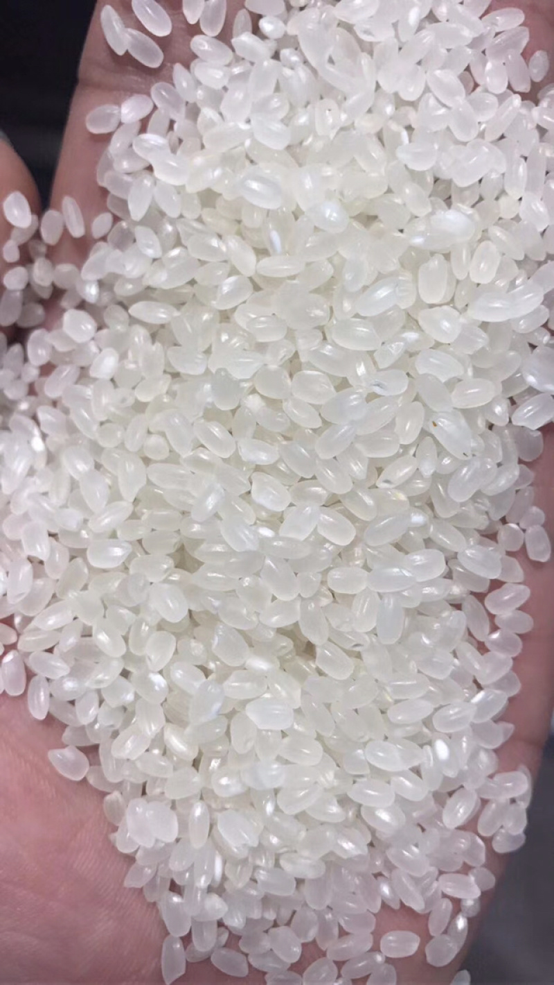 新米上市稻花香长粒香圆粒米欢迎订购