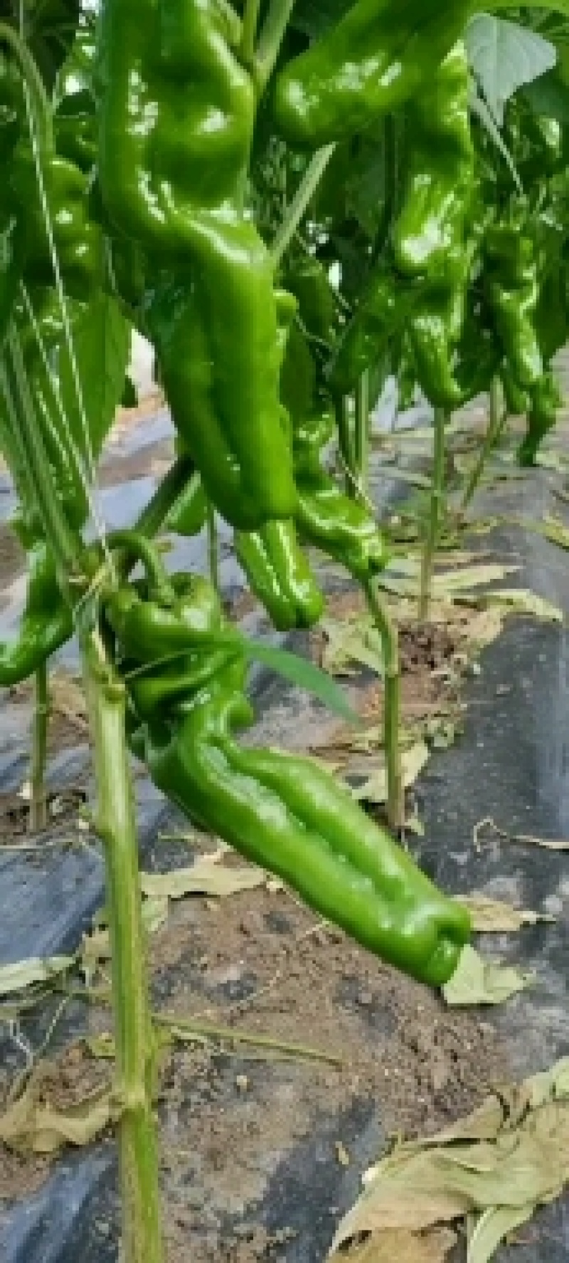 精品苏椒薄皮椒产地直供大量上市欢迎老板前来实地考察选购