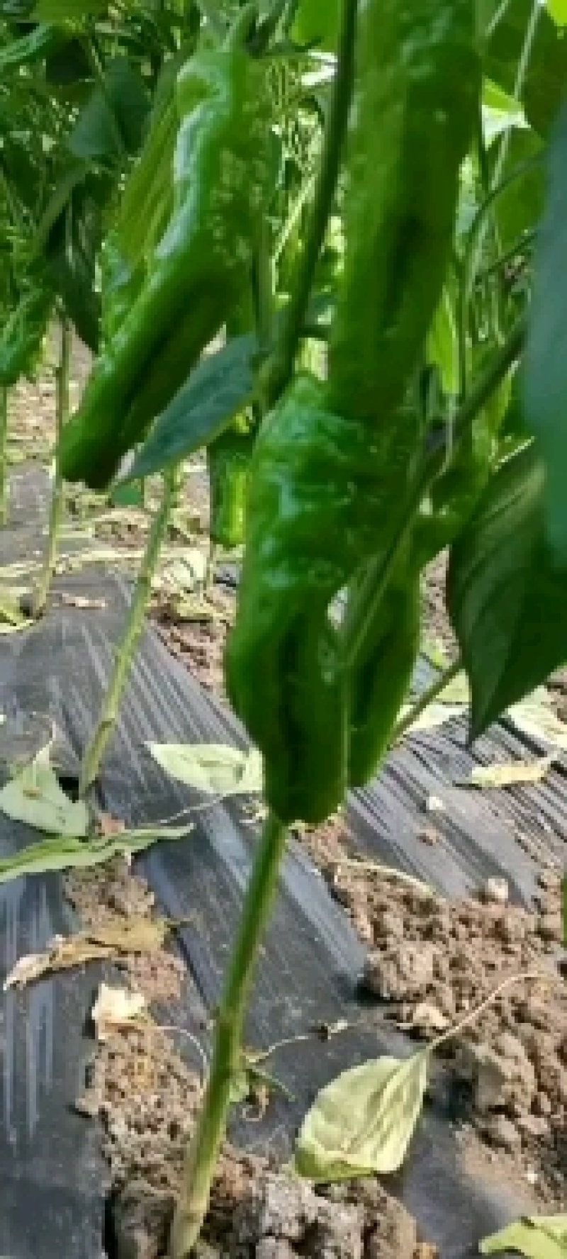 精品苏椒薄皮椒产地直供大量上市欢迎老板前来实地考察选购