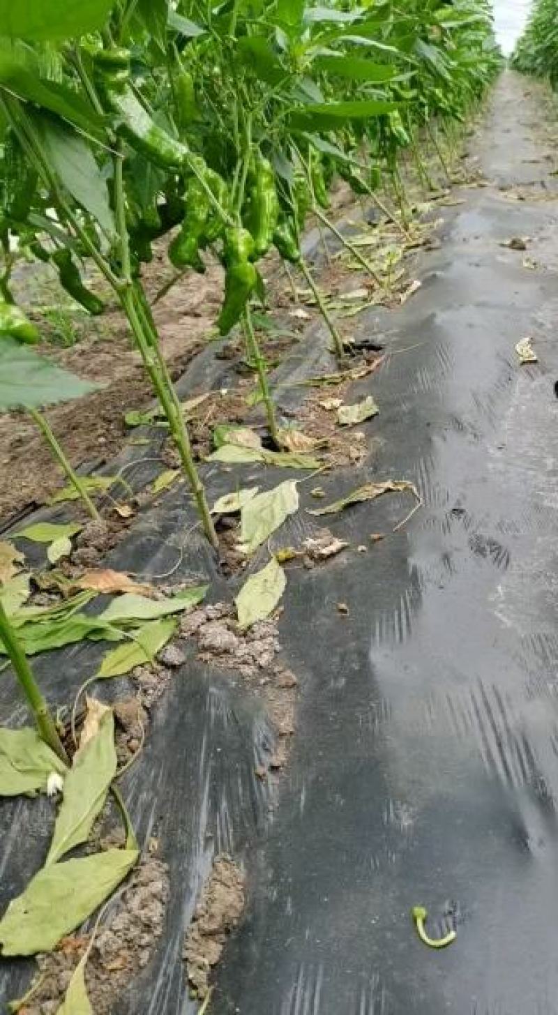 精品苏椒薄皮椒产地直供大量上市欢迎老板前来实地考察选购