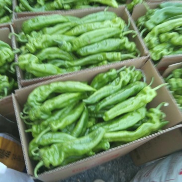 夏邑县辣椒301苏椒线椒螺丝椒质量好价格低