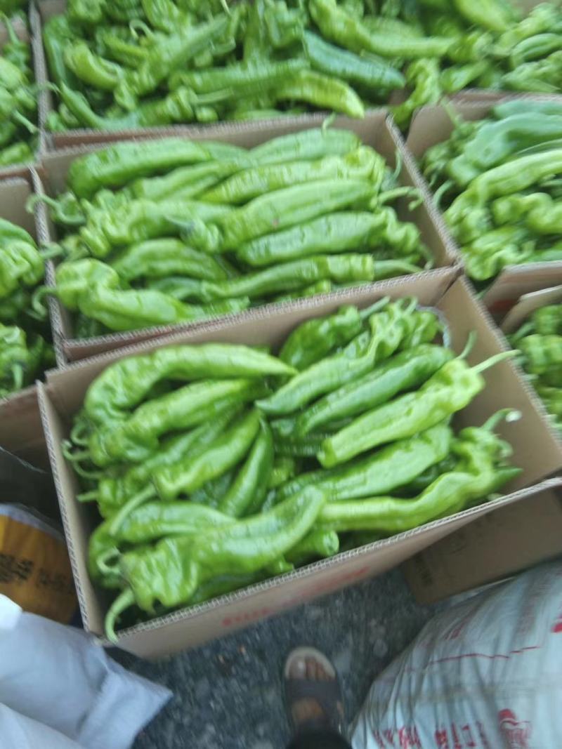 夏邑县辣椒301苏椒线椒螺丝椒质量好价格低