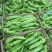 夏邑县辣椒301苏椒线椒螺丝椒质量好价格低