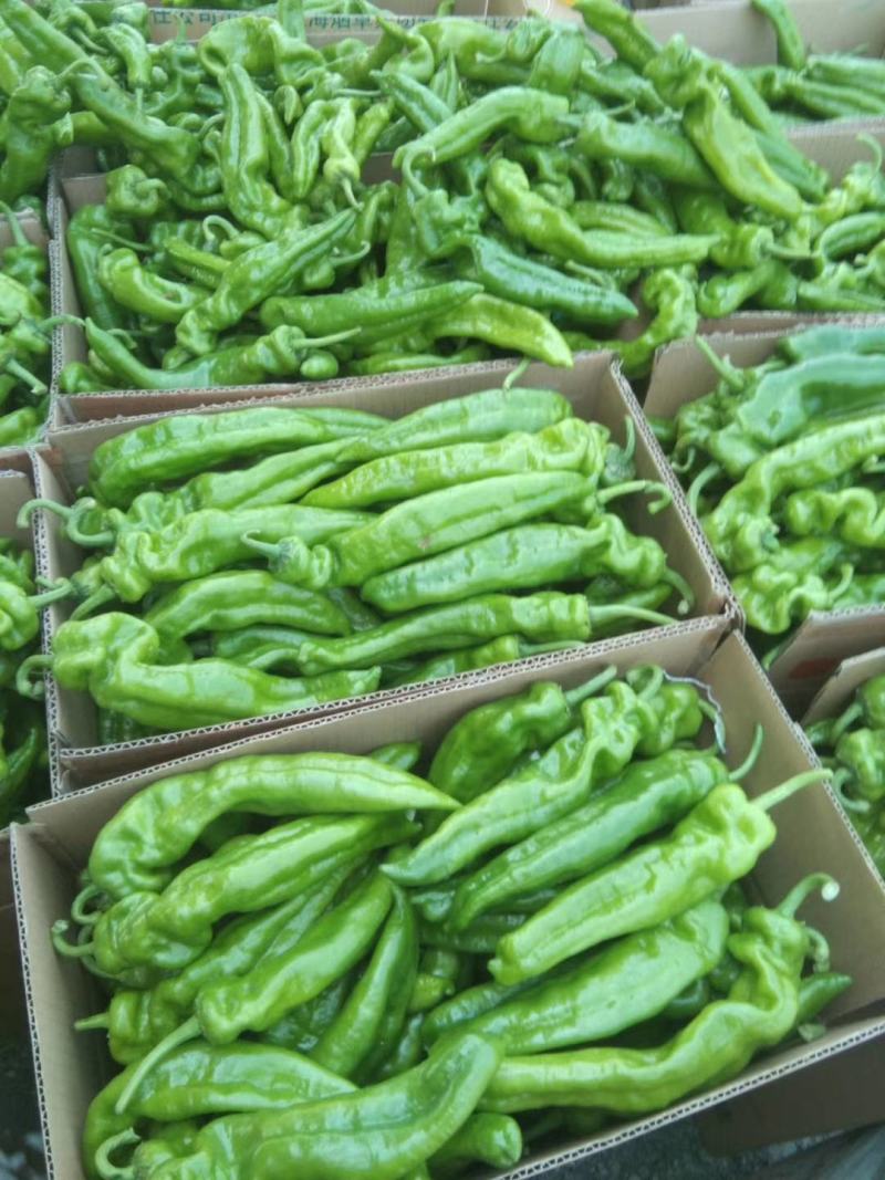 夏邑县辣椒301苏椒线椒螺丝椒质量好价格低