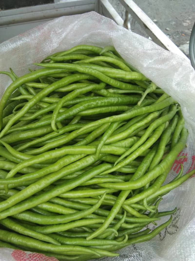 夏邑县辣椒301苏椒线椒螺丝椒质量好价格低