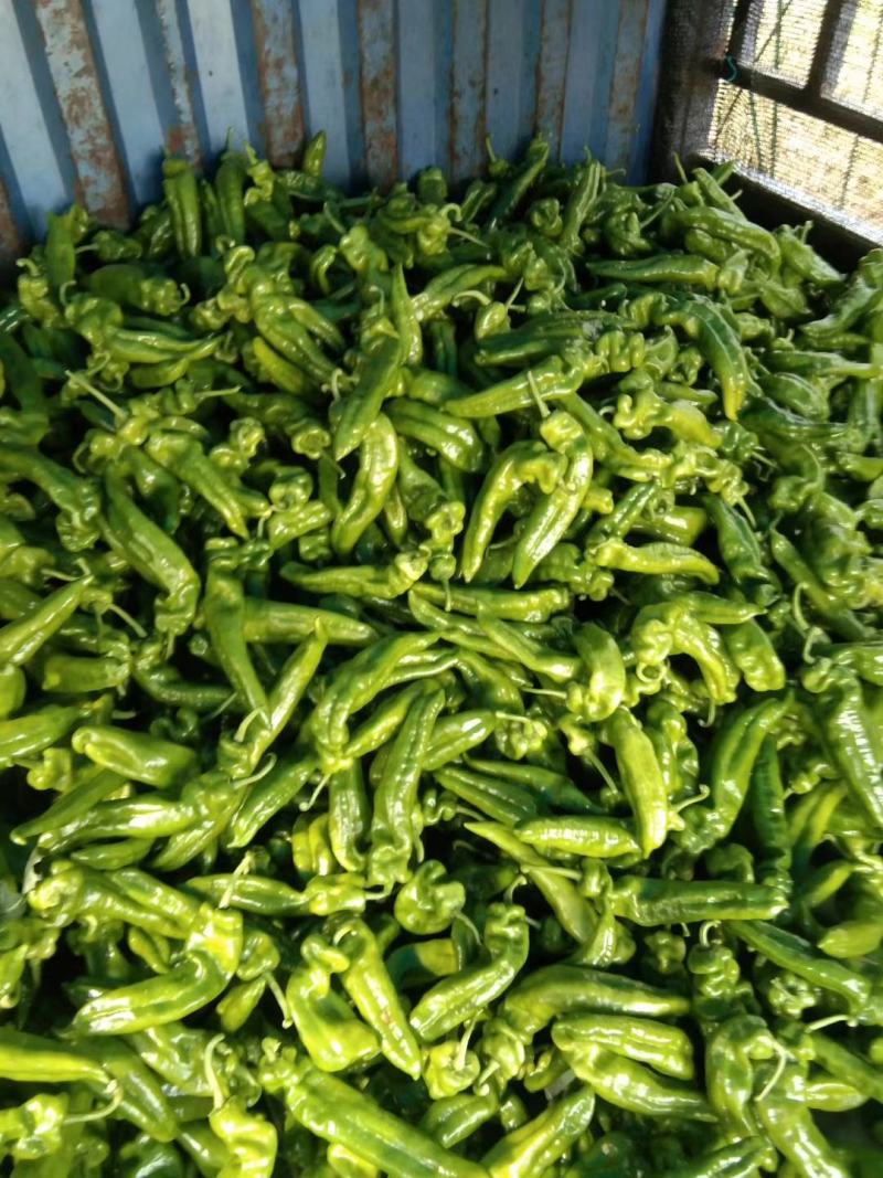 夏邑县辣椒301苏椒线椒螺丝椒质量好价格低