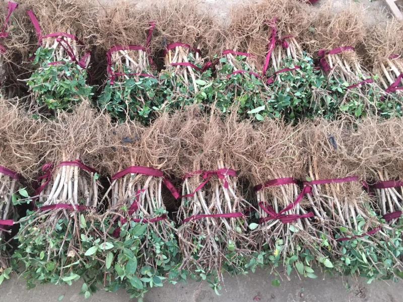【放心苗】金银花苗四季树型2年生移栽苗直径0.8以上