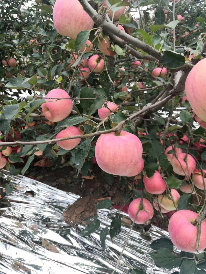 辽宁绥中县精品寒富苹果富士大量上市中红果颜色好价格稳