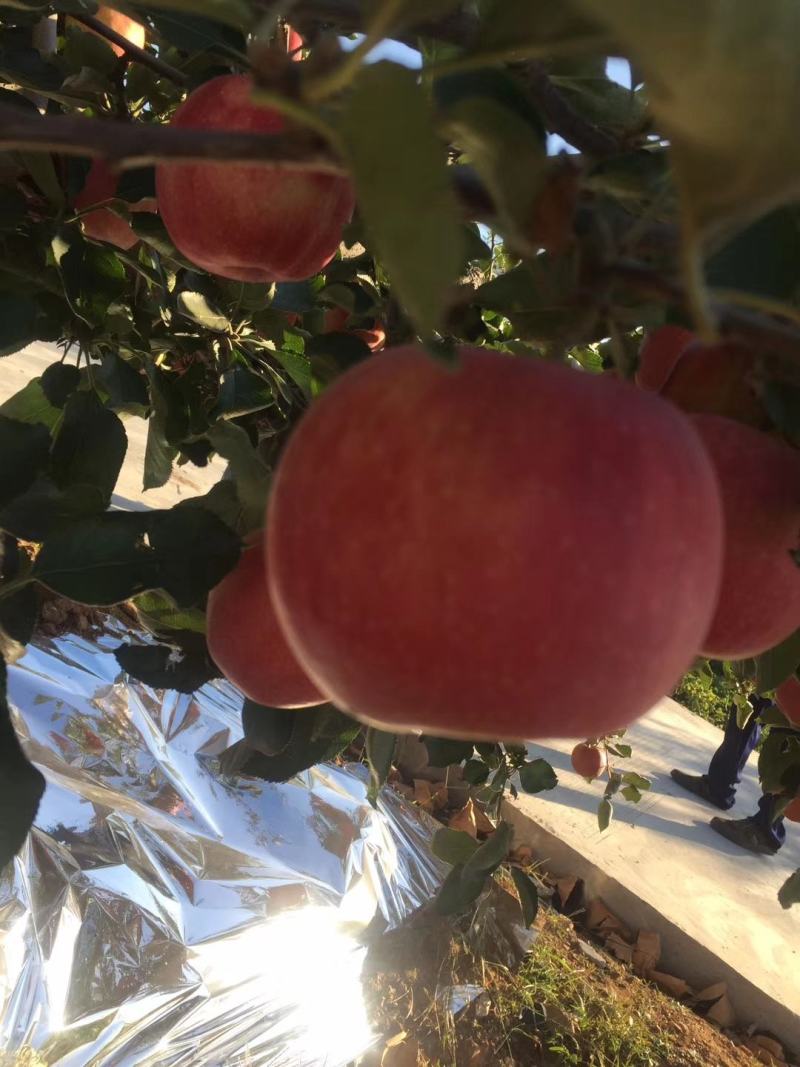 辽宁绥中县精品寒富苹果富士大量上市中红果颜色好价格稳