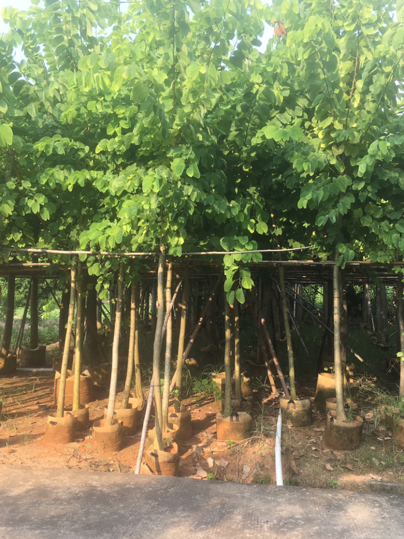 羊蹄甲绿化苗木乔木。长期供应各种绿化苗木。