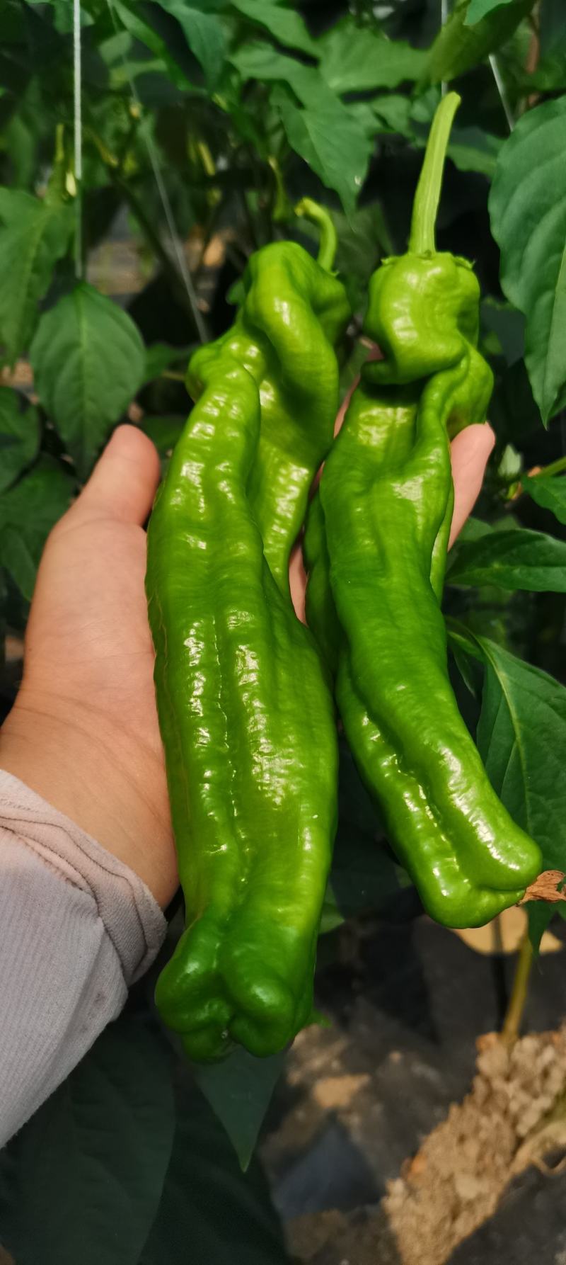 大量上市】苏椒薄皮椒301泡椒大量上市中产地直供欢迎选