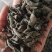 黑木耳大量批发零售各种黑木耳，质量好价格低，欢迎各位老板