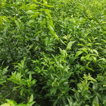 沃柑苗香橙粘红橘粘木沃柑苗健康苗提供技术支持