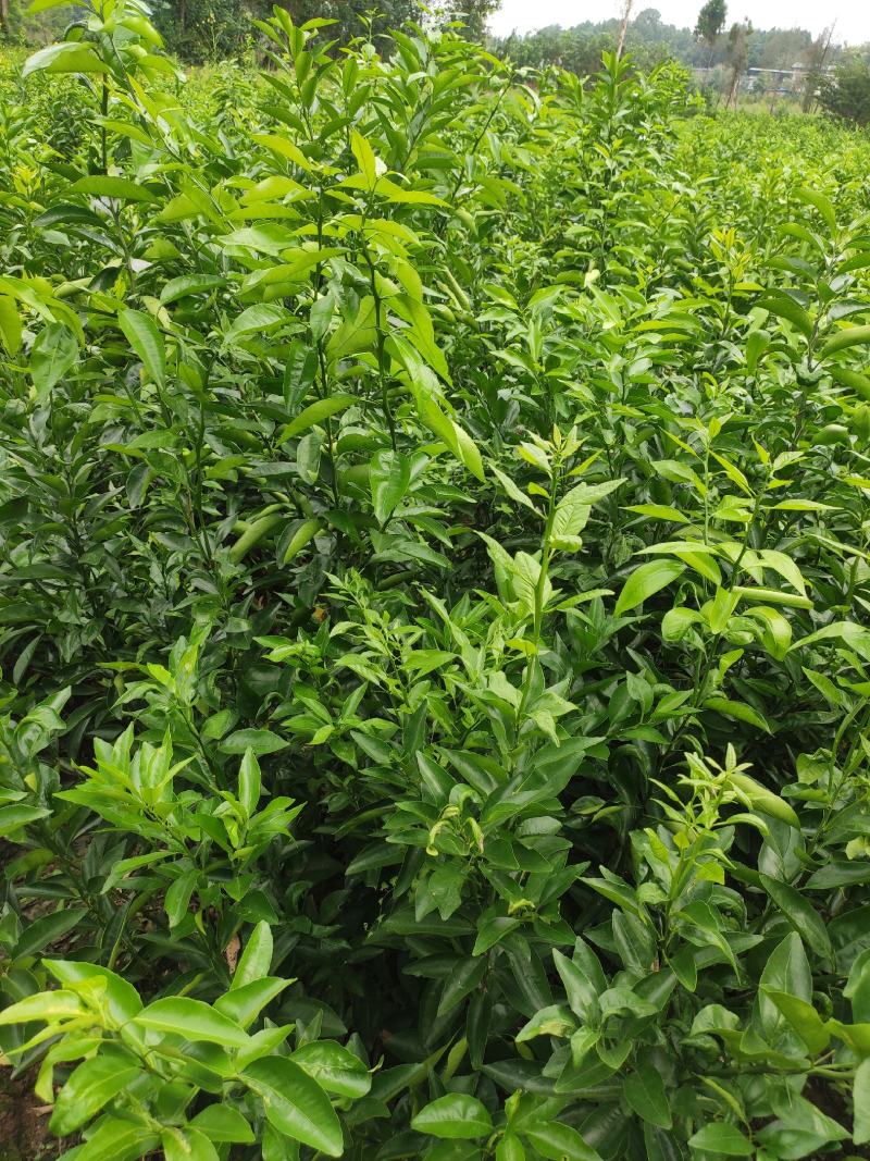 沃柑苗香橙粘红橘粘木沃柑苗健康苗提供技术支持