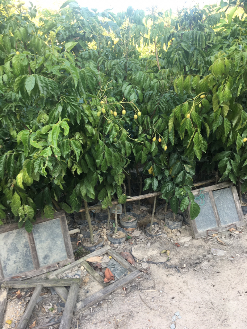 黄皮苗(价格实惠，量大从优)长期供应绿化苗木