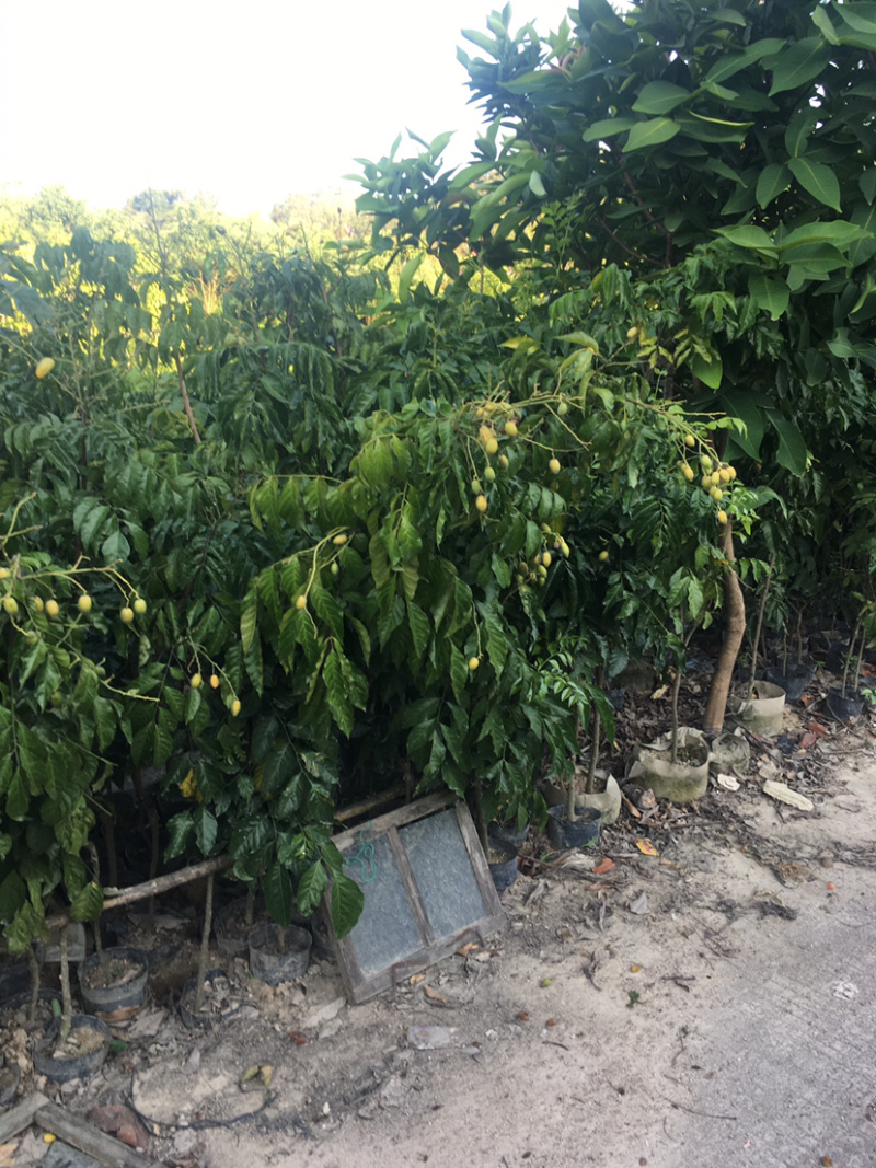 黄皮苗(价格实惠，量大从优)长期供应绿化苗木
