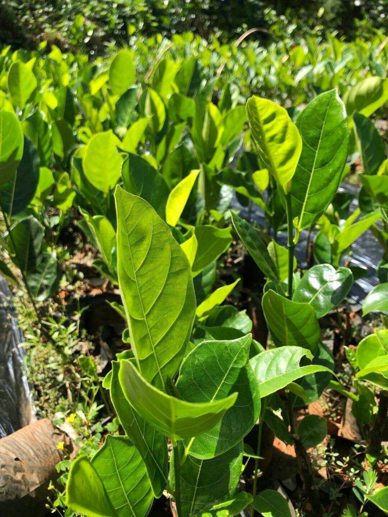 海南片接泰国红肉八号菠萝蜜苗。一手货源。