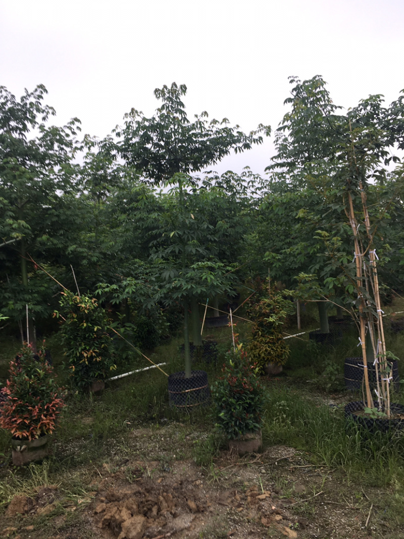 大腹木棉(价格实惠，量大从优)长期供应各种苗木