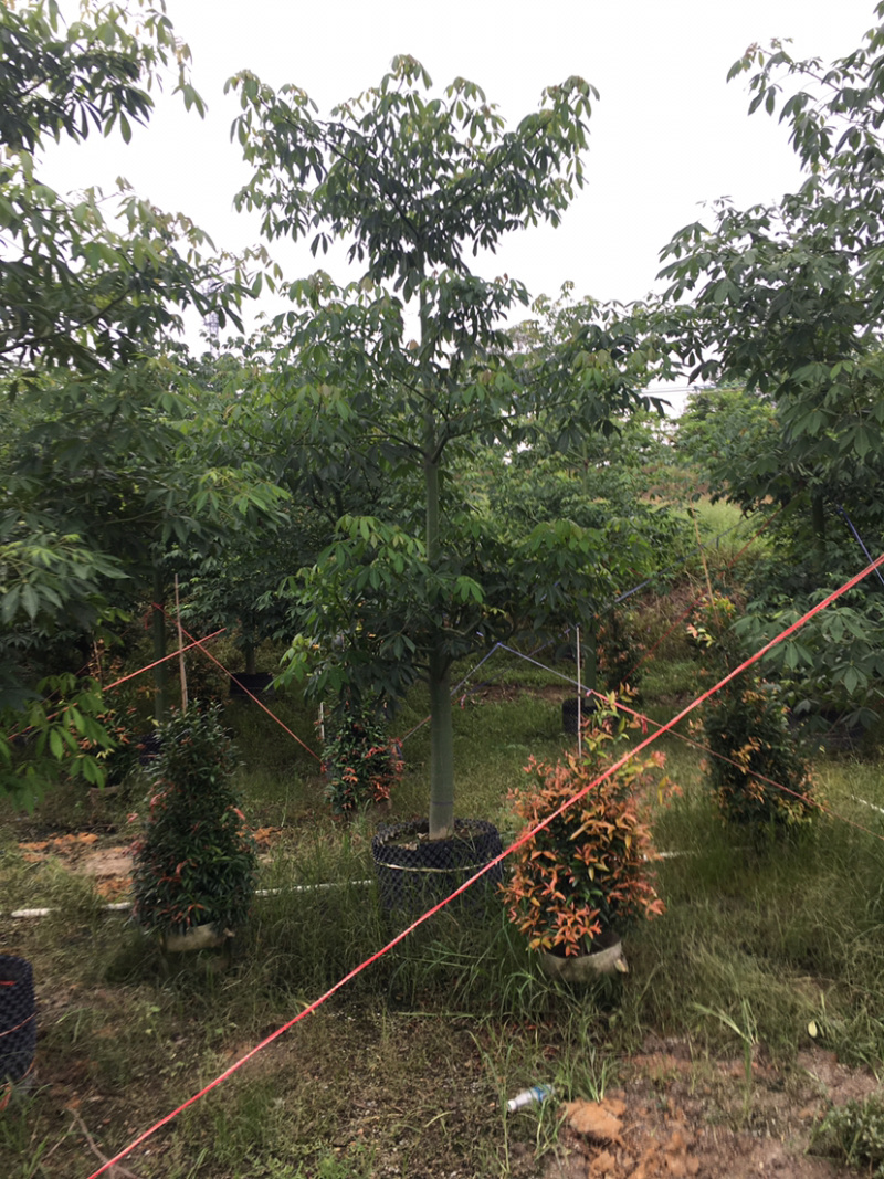 大腹木棉(价格实惠，量大从优)长期供应各种苗木