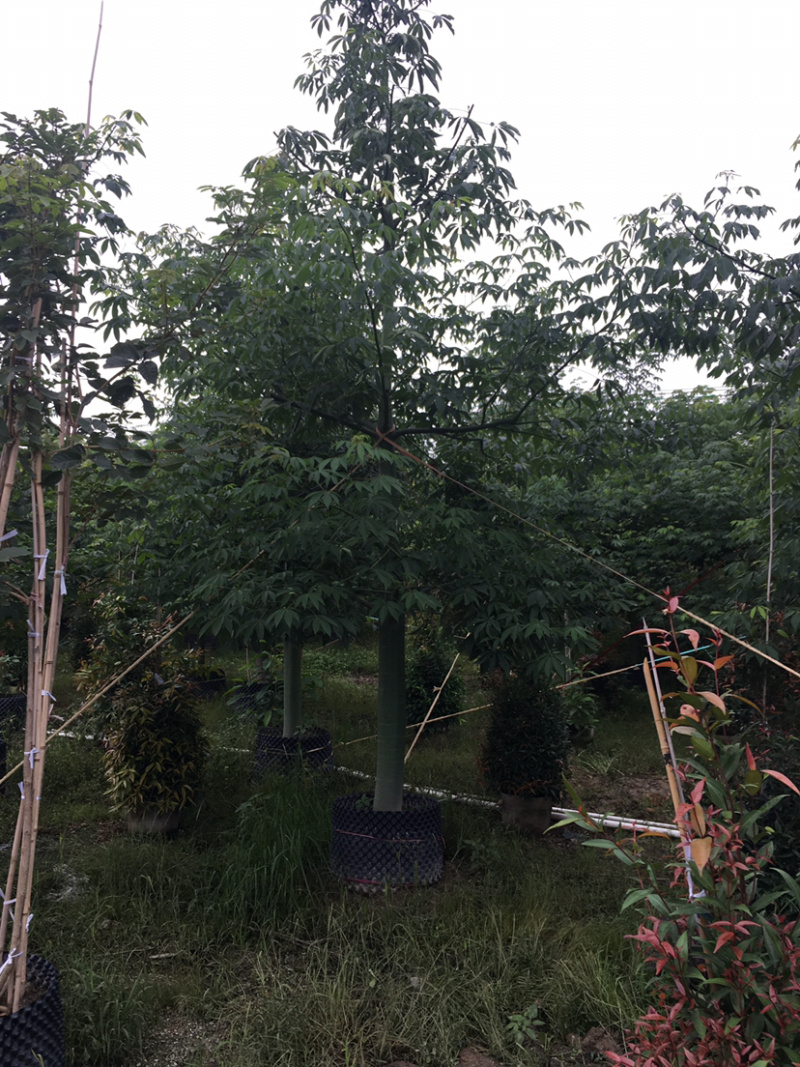大腹木棉(价格实惠，量大从优)长期供应各种苗木