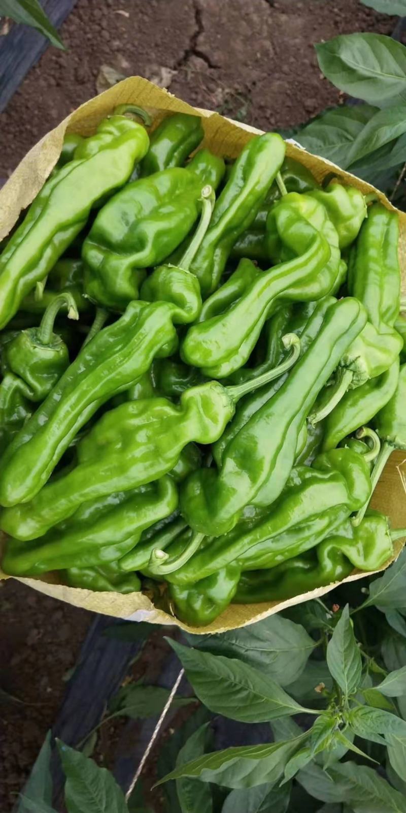 薄皮青椒薄皮苏椒大量上市大量供应欢迎老板联系