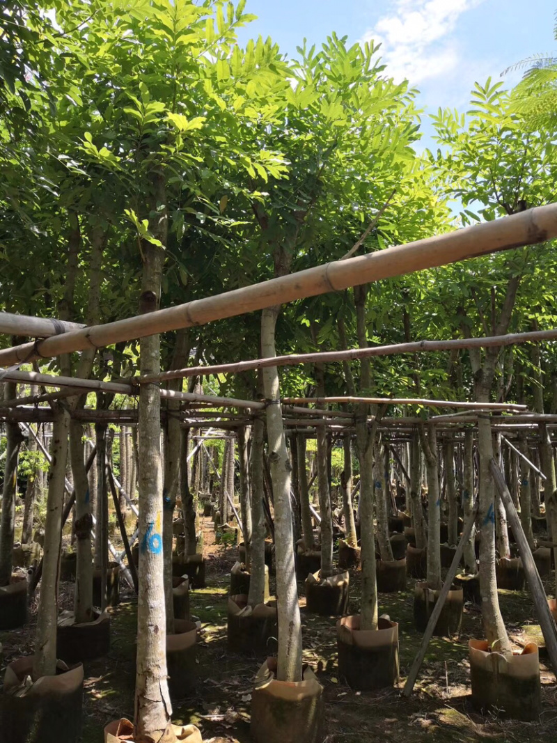 绿化苗木：桃花心木光杆苗长期供应各种苗木