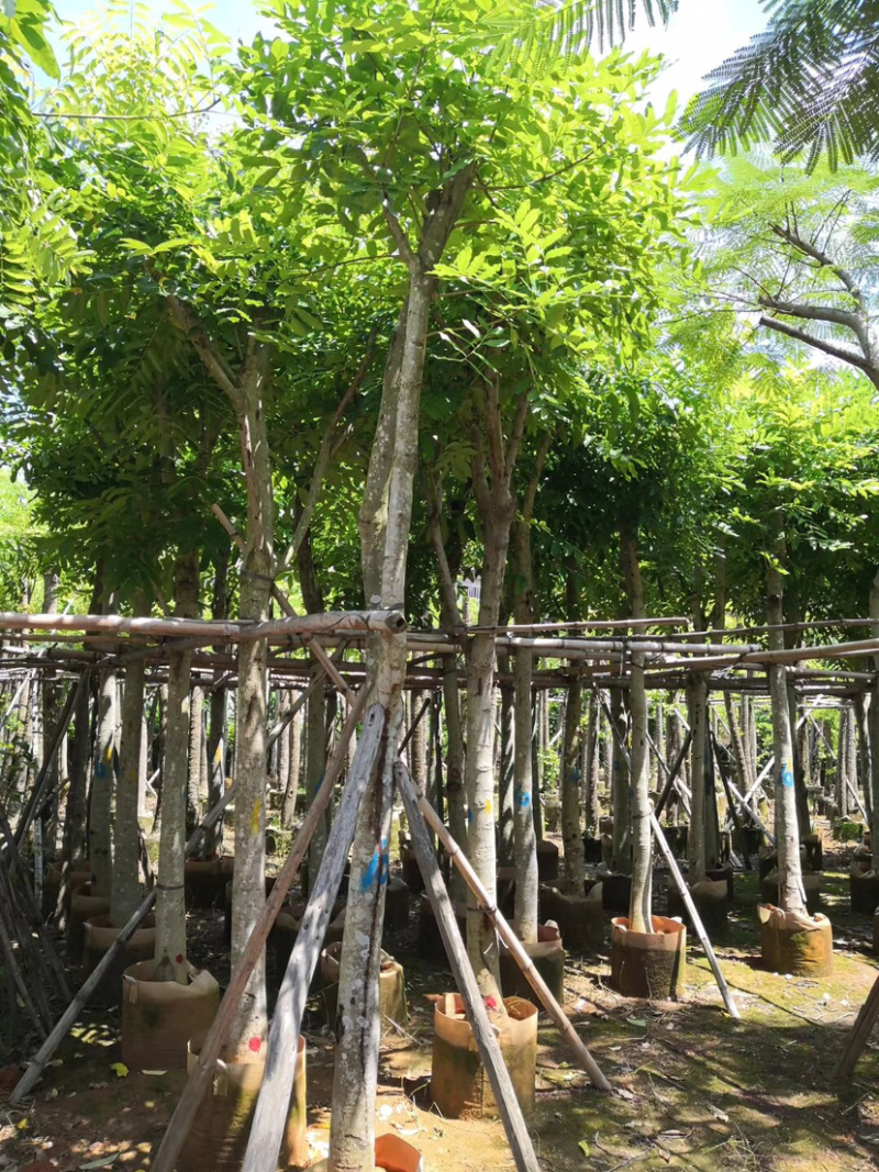 绿化苗木：桃花心木光杆苗长期供应各种苗木