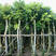 绿化苗木：桃花心木光杆苗长期供应各种苗木