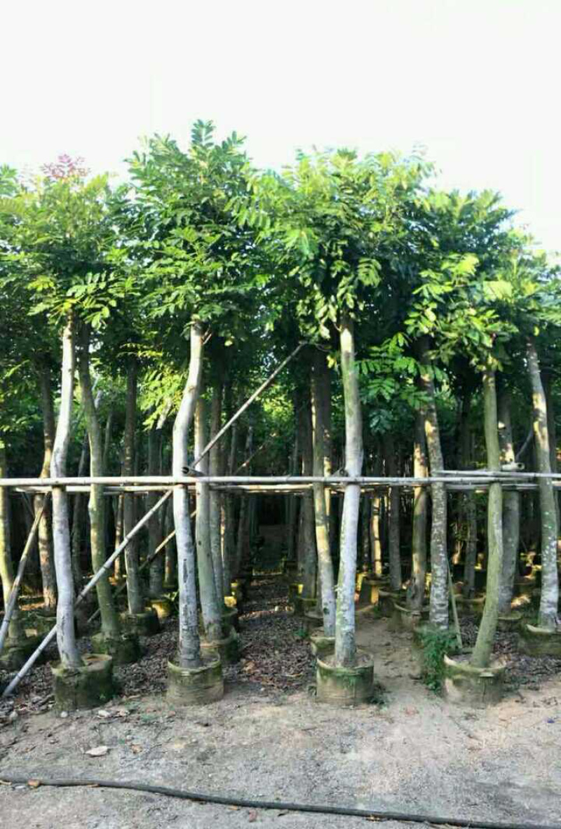 绿化苗木：桃花心木光杆苗长期供应各种苗木