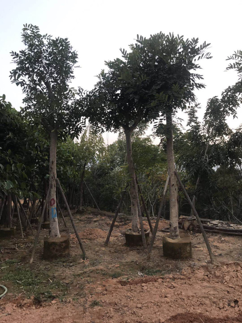 绿化苗木：桃花心木光杆苗长期供应各种苗木