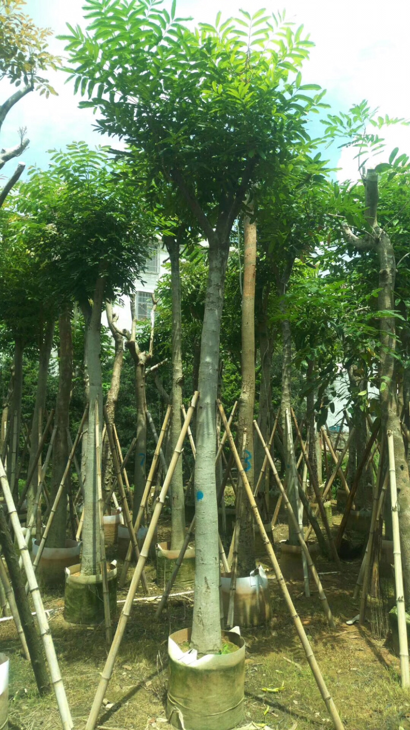 绿化苗木：桃花心木光杆苗长期供应各种苗木