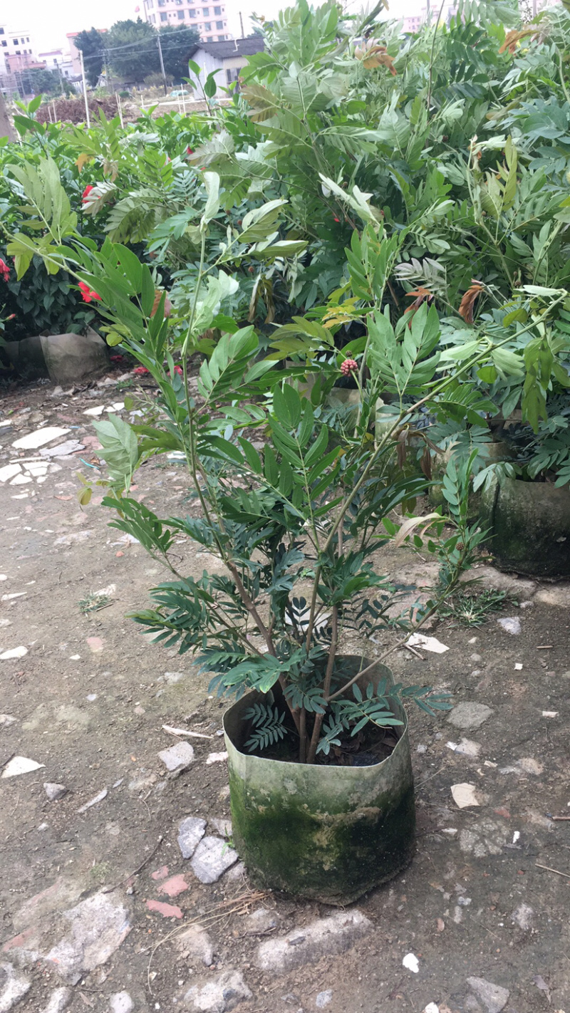 红绒球(价格实惠，量大从优)长期供应各种苗木