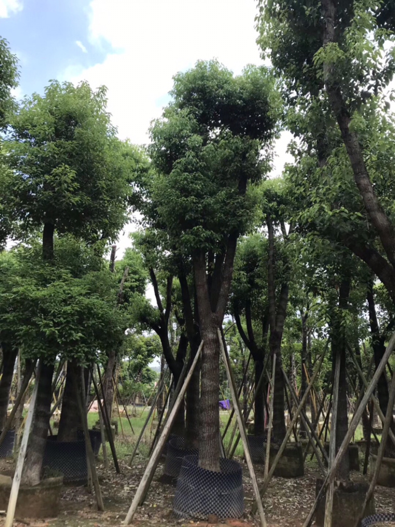 绿化苗木香樟(光杆骨架苗)长期供应各种苗木