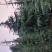 莱芜自己雪松质高价低