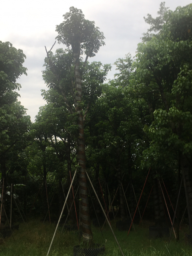 秋枫(价格实惠，量大从优)长期供应各种苗木