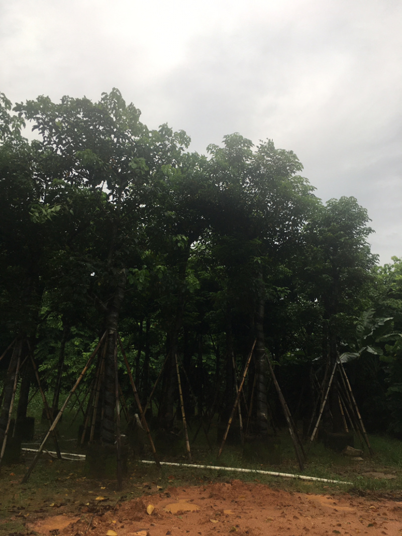 秋枫(价格实惠，量大从优)长期供应各种苗木