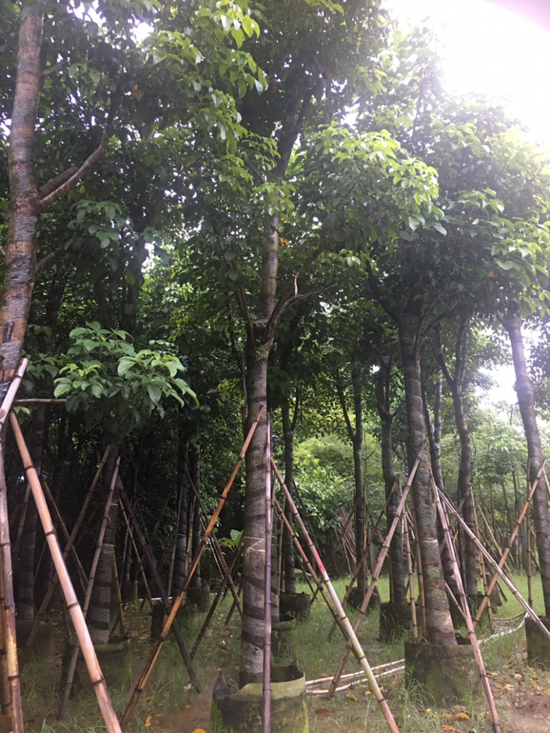 秋枫(价格实惠，量大从优)长期供应各种苗木