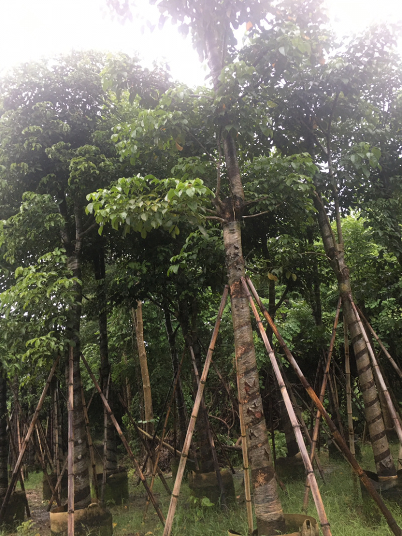 秋枫(价格实惠，量大从优)长期供应各种苗木