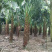 蒲葵树种植基地漳州蒲葵树产地福建精品蒲葵基地苗农直销