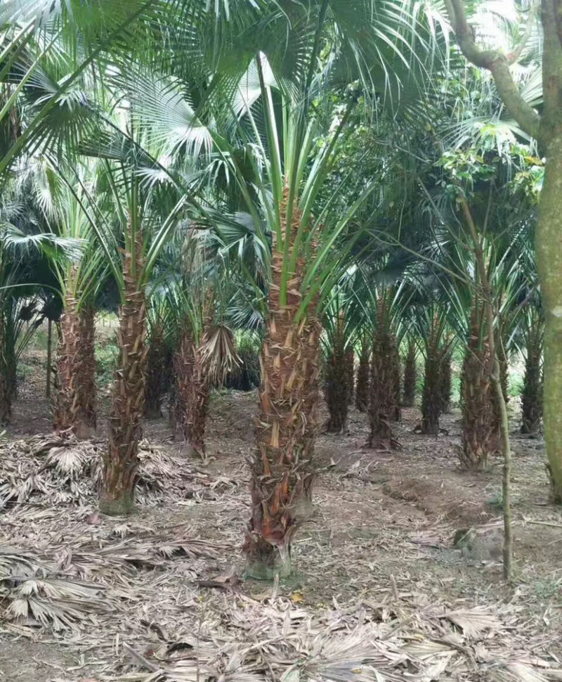 蒲葵树种植基地漳州蒲葵树产地福建精品蒲葵基地苗农直销