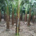 蒲葵树种植基地漳州蒲葵树产地福建精品蒲葵基地苗农直销