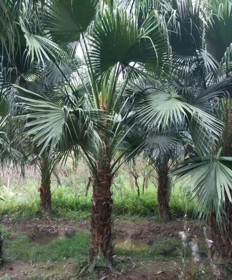 蒲葵树种植基地漳州蒲葵树产地福建精品蒲葵基地苗农直销