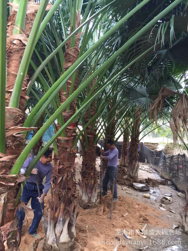 蒲葵树种植基地漳州蒲葵树产地福建精品蒲葵基地苗农直销
